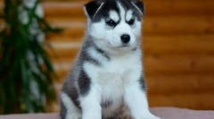 Zakaj, ko izberete mladička, ne smete podlegati šarmu huskyja